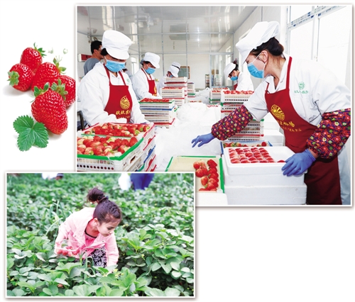 产业总产值达49亿元 东港草莓何以走向全球
