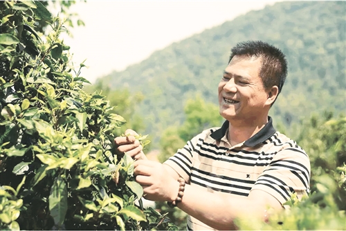 匠心茶人何宝强：我的每一片茶叶会说话