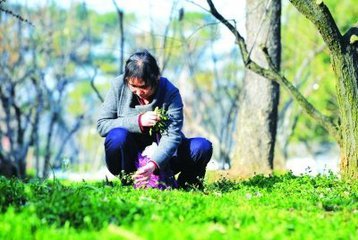 郊外踏青采摘野菜须谨慎