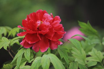 北京景山公园牡丹文化节开幕 可赏百岁黑牡丹