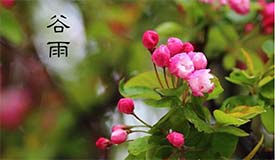 春季最后一个节气：谷雨养生有三招