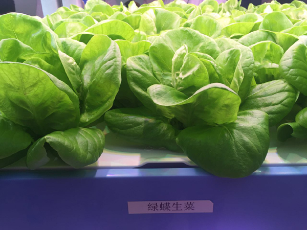 “优雅蔬菜”诞生记：访全球最大植物工厂