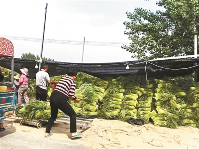 河南多地蒜薹价格暴跌滞销 蒜农遭遇&ldquo;蒜你完&rdquo;