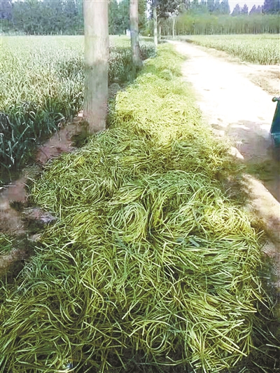 河南多地蒜薹价格暴跌滞销 蒜农遭遇“蒜你完”