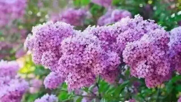 丁香花开的时候