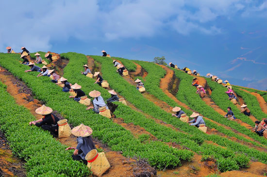 安溪铁观音的品牌锻造之旅