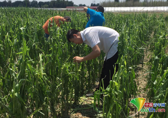 北京农技推广站裴志超：在良田间耕耘的技术能手
