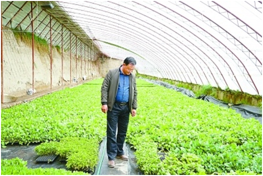 全国科技致富带头人汪全邦：让洋芋蛋变成金疙瘩