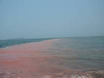 国家食药监总局：慎食赤潮地区贝类海鲜