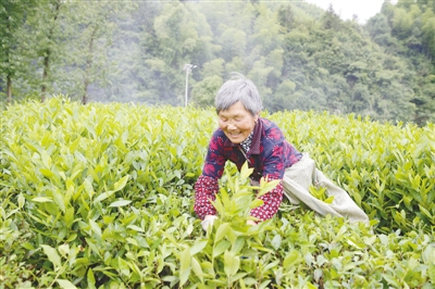 小茶叶如何扛起脱贫大梁