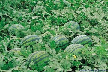 他的西瓜为啥15元一斤