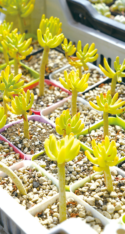 “可爱”也能赚大钱