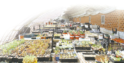 “可爱”也能赚大钱