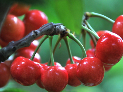 数千人淘宝众筹樱桃树急呼上当