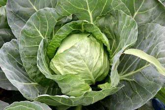 菜农不增收市民买菜贵 甘蓝进京层层加价成本增