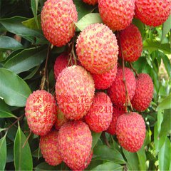 荔枝靠啥卖高价