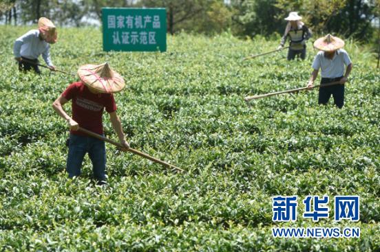 福建安溪茶：&ldquo;一带一路&rdquo;上飘香的中国符号