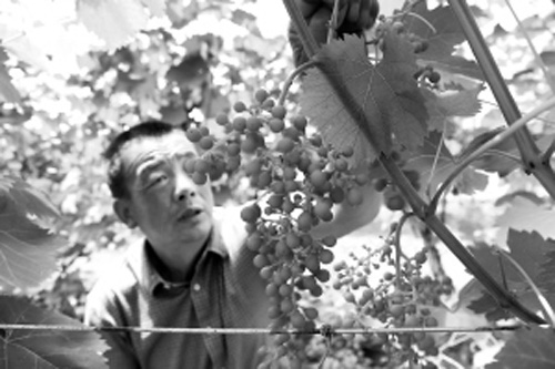 &ldquo;葡萄熟了日子甜&rdquo;