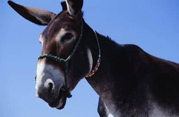 中国养驴数量剧减：农耕需要减少 阿胶产量飙升