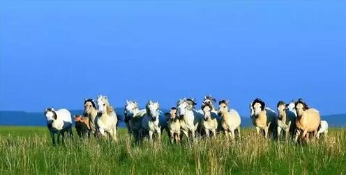 刘少华佳作 / 赞歌献给内蒙古