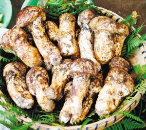 云南松茸受欢迎 1.5吨云南松茸网民1小时抢光