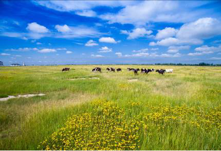 贝因美获国家首批奶粉配方注册殊荣