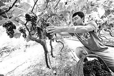 北京密云8000亩葡萄进入采摘季