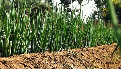 山东百只羊吃葱被毒死续：涉案封存大葱已无害化处理