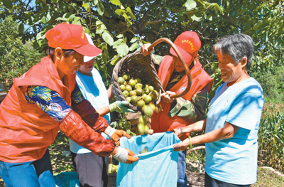 核桃丰收 爱心相助