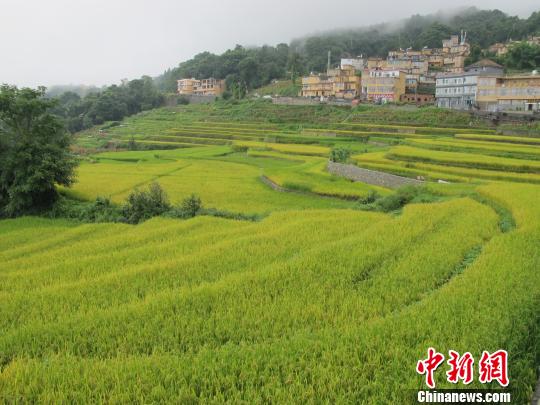 云南元阳最古老水稻&ldquo;触电&rdquo;成爆款 
