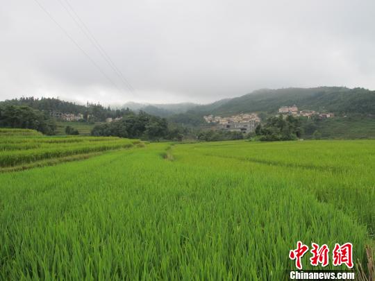 云南元阳最古老水稻“触电”成爆款 12小时卖1.5万斤