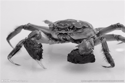 今年阳澄湖大闸蟹9月23日开捕 出水价提升30%