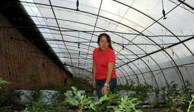 她在村官这个小舞台上干出了大事