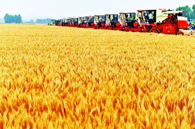 粮食产业转型升级新路径 一粒小麦变身500种产品