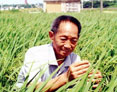 我国高产&ldquo;海水稻&rdquo;试种成功