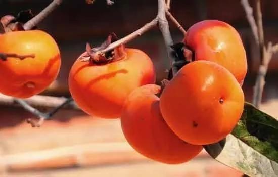 食物相克风波再起!柿子和螃蟹真的不可兼得?