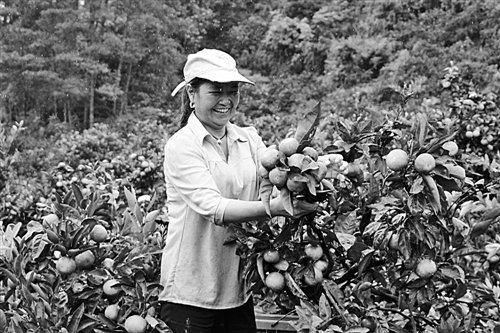 贵州三都：千亩蜜橘绿荒山富农家
