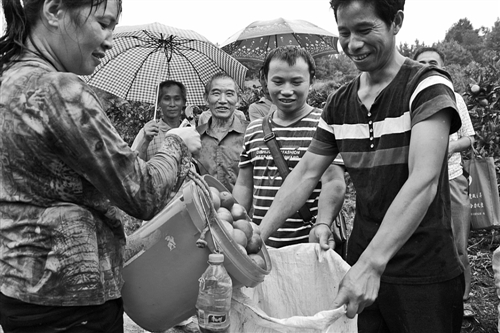 贵州三都：千亩蜜橘绿荒山富农家