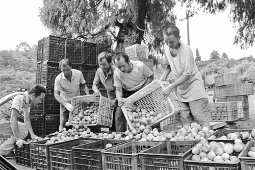 贵州三都：千亩蜜橘绿荒山富农家