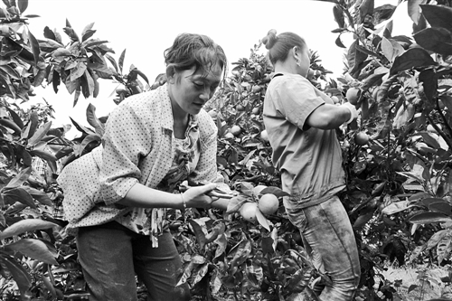 贵州三都：千亩蜜橘绿荒山富农家