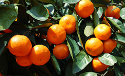 贵州三都：千亩蜜橘绿荒山富农家