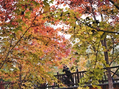 40万亩彩叶变色 北京赏红正当时