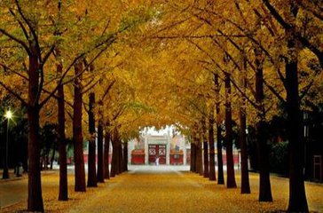 地坛公园银杏进入最佳观赏期