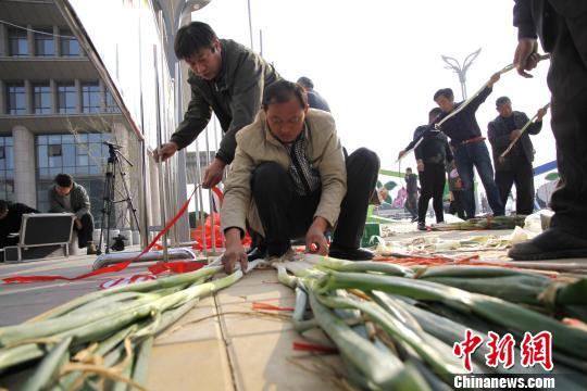 山东章丘2.51米“最高大葱”刷新历届高度记录