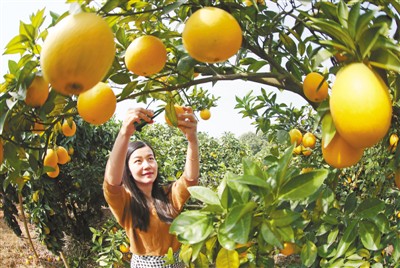 赣南脐橙 采摘上市