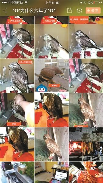 直播平台视频卖鹰 湖南广西警方已介入调查