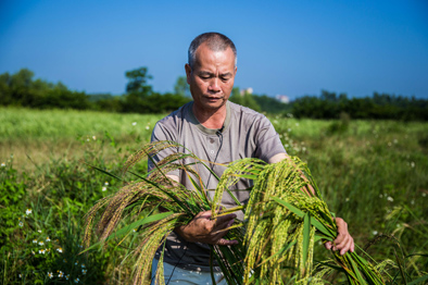 &ldquo;海水稻之父&rdquo;