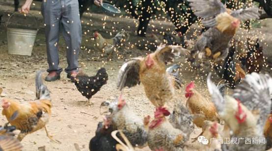 长寿门户美食之乡大化打造产业融合新典范