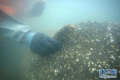 海参未标注质量等级 消费者获赔27万元