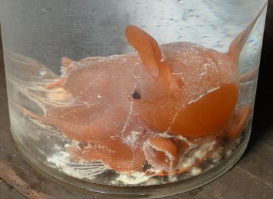 神奇·神器·神匠